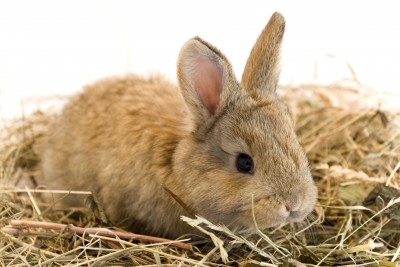 February is Adopt-a-Rescued-Rabbit Month