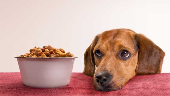 Don’t Panic About The Latest Pet Food News